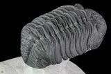 Drotops Trilobite - Excellent Faceted Eyes #76411-4